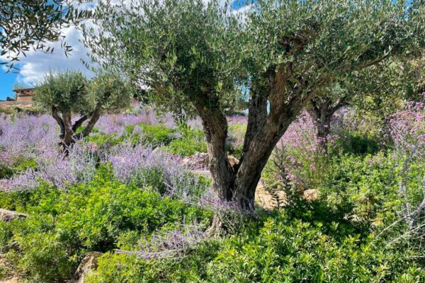 diseno ejecucion mantenimiento jardines