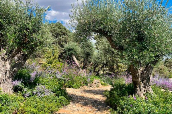 diseno ejecucion mantenimiento jardines